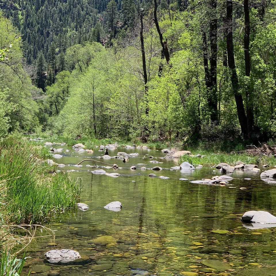 forest creek scene