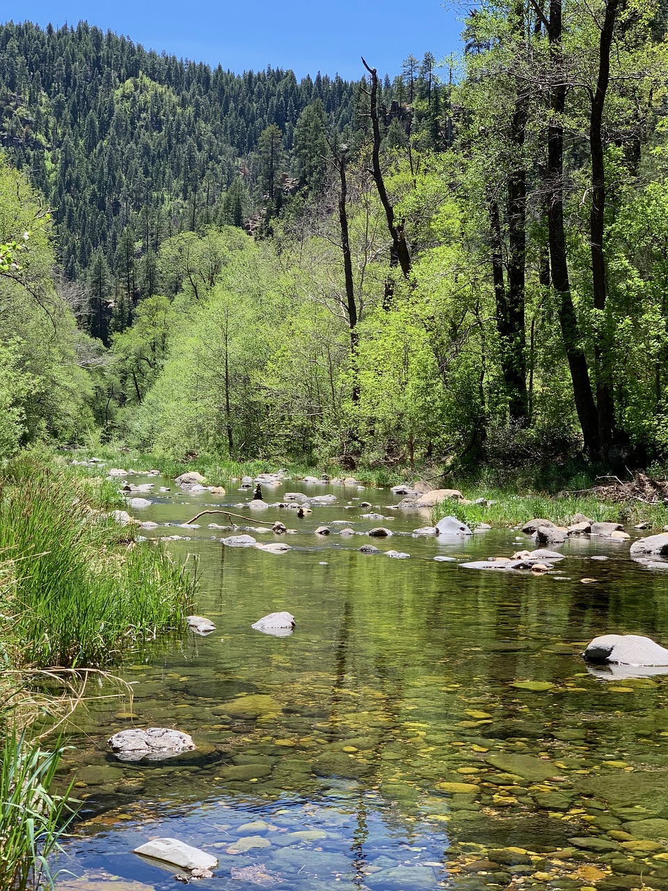 forest creek scene