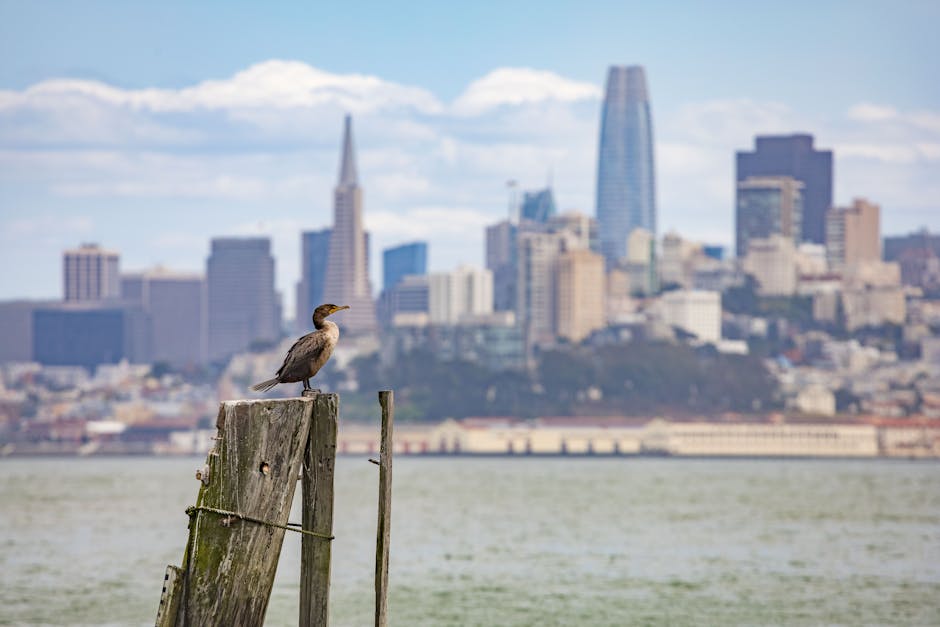 White breasted cormorant on pier with San Francisco cityscape in background.
