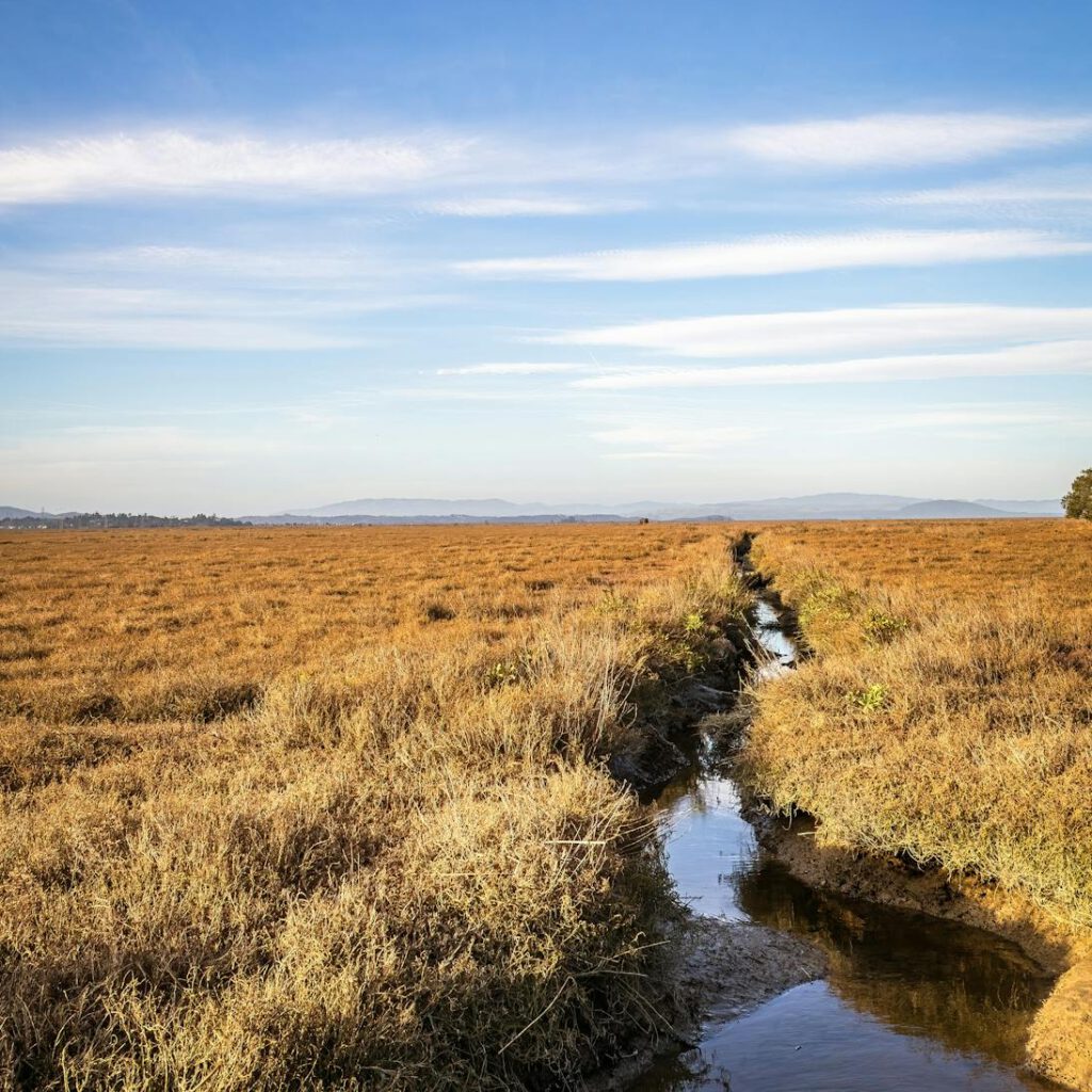 Tranquil grassland with a meandering stream under a bright blue sky.