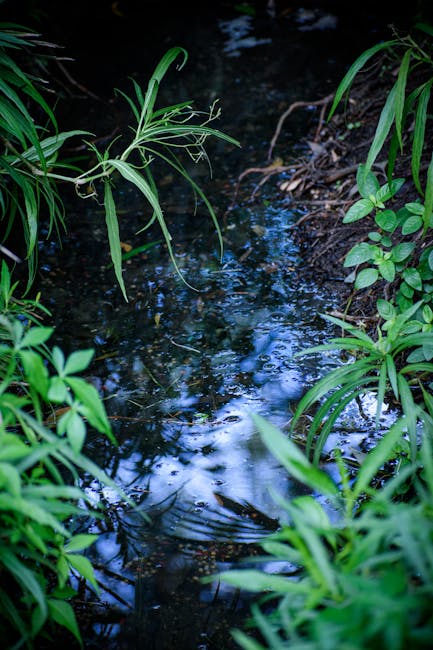 Peaceful forest stream in Brisbane with lush greenery, ideal for nature photography.