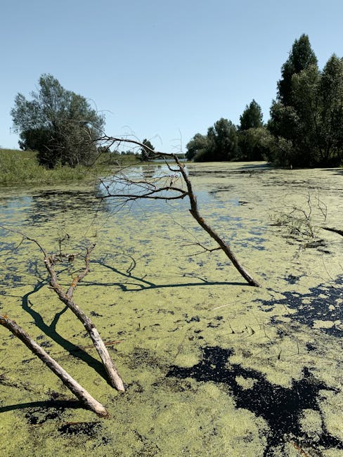 Serene landscape of algae-covered water and trees under a clear blue sky in Russia.