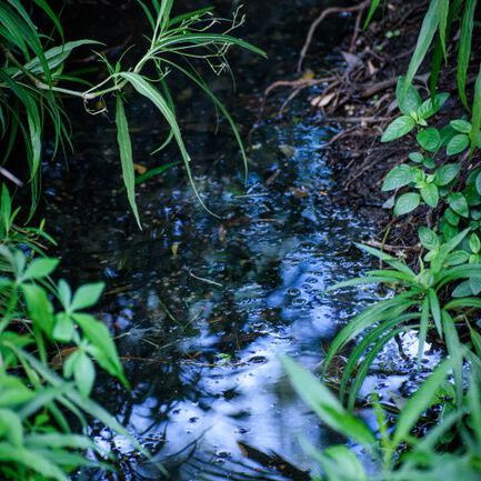 Peaceful forest stream in Brisbane with lush greenery, ideal for nature photography.