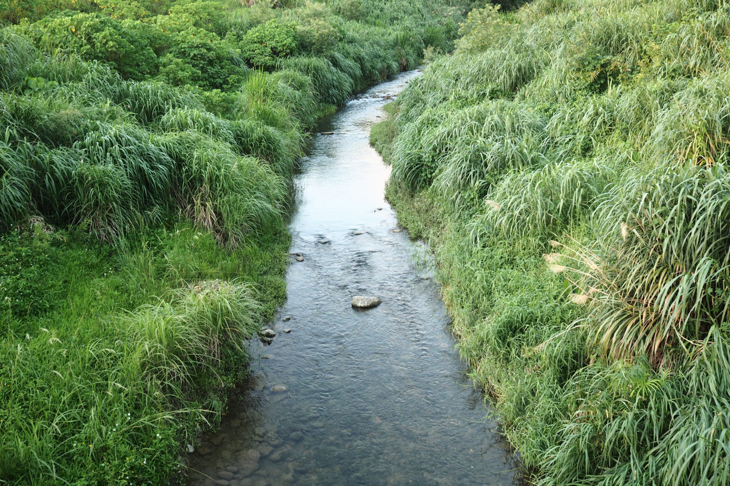 A tranquil stream gently flows through vibrant greenery, creating a peaceful natural scene.