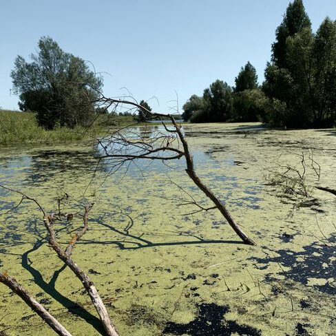 Serene landscape of algae-covered water and trees under a clear blue sky in Russia.